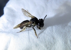 Andrena nuda