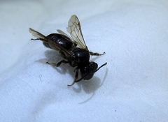Andrena nuda