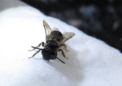 Andrena nuda