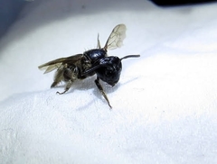 Andrena nuda