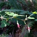 Ribes menziesii menziesii - Photo (c) David Greenberger, some rights reserved (CC BY-NC-ND), uploaded by David Greenberger