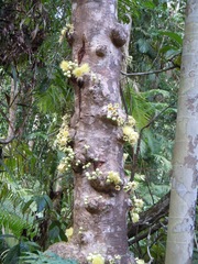 Syzygium cormiflorum
