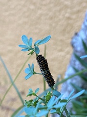 Papilio machaon