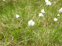 Eriophorum scheuchzeri
