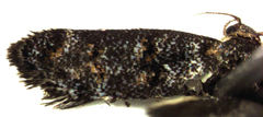 Corocosma memorabilis