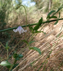 Clematis campaniflora
