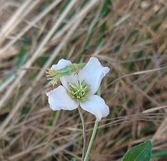 Clematis campaniflora