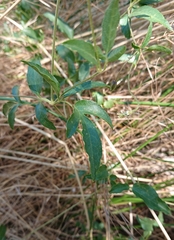 Clematis campaniflora