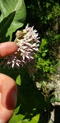 Asclepias speciosa × syriaca
