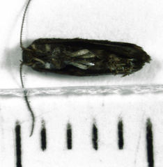 Corocosma memorabilis