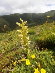 Platanthera micrantha