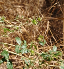 Clematis campaniflora