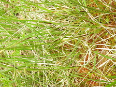 Eriophorum scheuchzeri