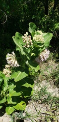 Asclepias speciosa × syriaca
