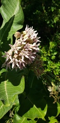 Asclepias speciosa × syriaca