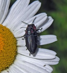 Romanophora verecunda