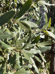 Euclea natalensis angustifolia