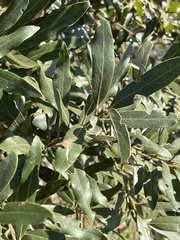Euclea natalensis angustifolia