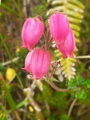 Daboecia azorica