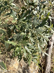 Euclea natalensis angustifolia