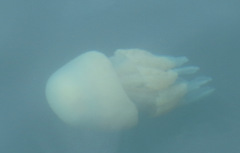 Rhizostoma octopus