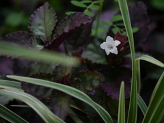 Hemigraphis colorata