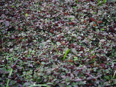 Hemigraphis colorata