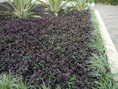 Hemigraphis colorata