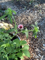 Potentilla thurberi