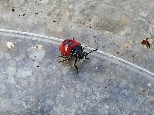 Blue Shield Bug, 4307 Oosterland, Netherlands, photo 10 of 10