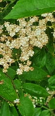 Sambucus nigra