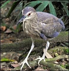 Nycticorax nycticorax