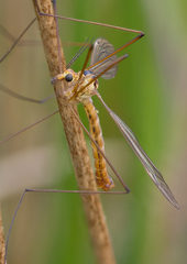 Nephrotoma scurra