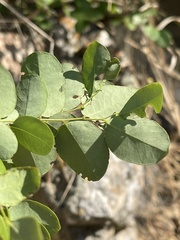 Phyllanthus reticulatus reticulatus