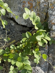 Phyllanthus reticulatus reticulatus