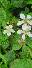 Rubus