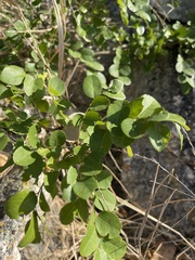 Phyllanthus reticulatus reticulatus