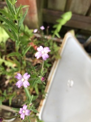 Epilobium ciliatum