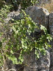 Phyllanthus reticulatus reticulatus