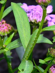 Pieris mannii