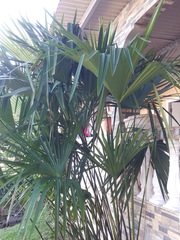 Liliopsida