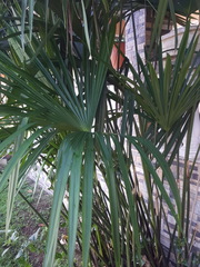 Liliopsida