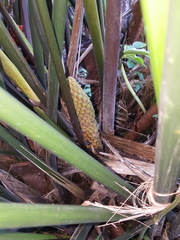 Liliopsida