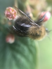 Bombus hypnorum