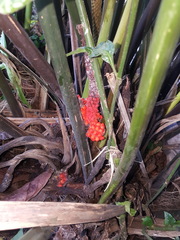 Liliopsida