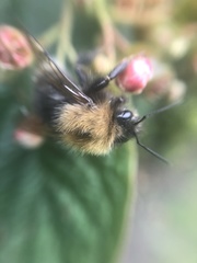 Bombus hypnorum