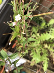 Epilobium ciliatum