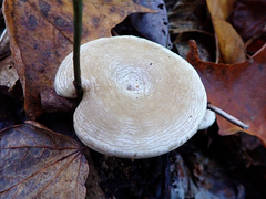 Clitocella popinalis