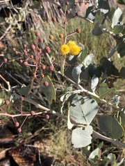 Acacia pyrifolia