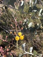 Acacia pyrifolia
